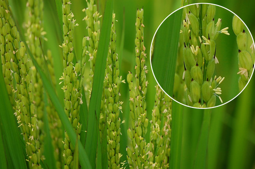 稲の開花と受粉