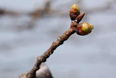 桜の蕾