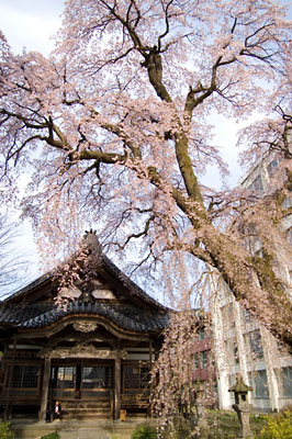 朝の日朝寺の枝垂桜