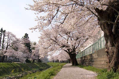 青田川に差し掛かると、川沿いの桜が見ごろ