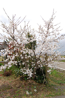 内山さん家の桜