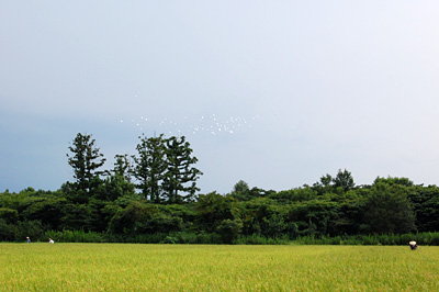 白鷺の群れ