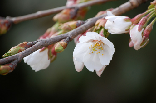 内山家の桜