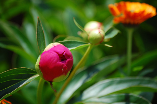 芍薬の蕾と金盞花