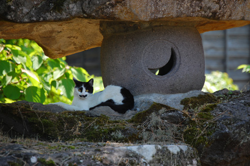 ご近所の猫