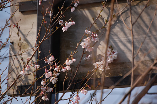 枝垂桜は看板の裏側