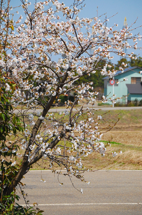 9日時点の当農産の桜