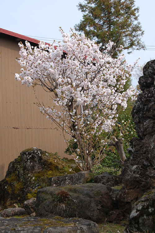 内山家の八重桜