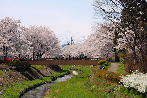 青田川