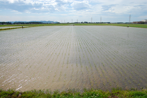 ３人がかりで除草