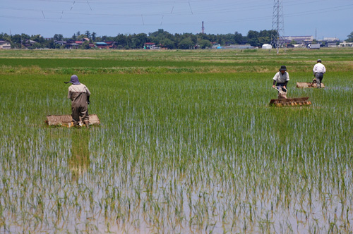 有機栽培米　草取り　機械除草