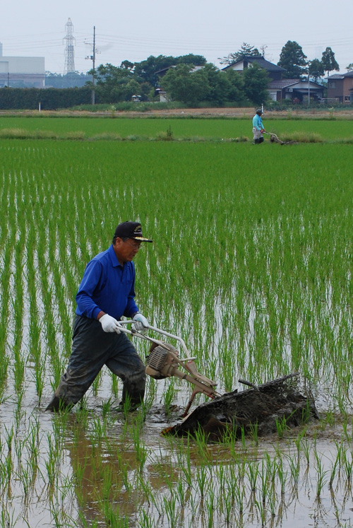 有機栽培米　草取り　機械除草