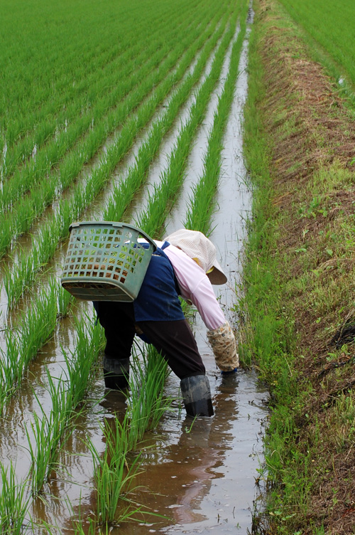 有機栽培米　草取り