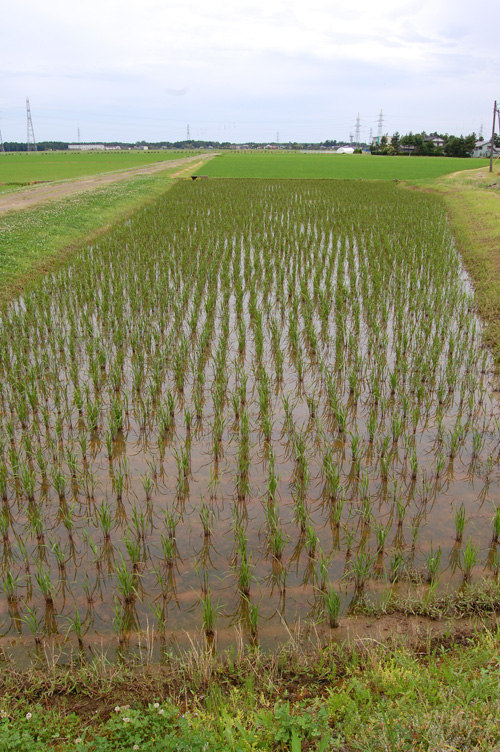 有機栽培米　黒米　朝紫