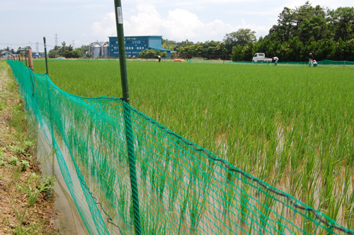 アイガモ（合鴨）農法　有機栽培米