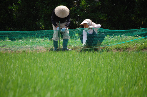 アイガモ（合鴨）農法　有機栽培米