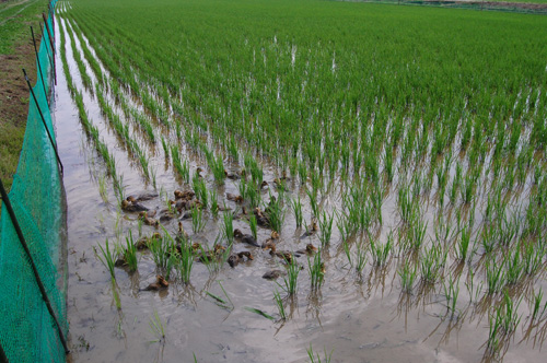 合鴨農法　アイガモ　有機栽培米