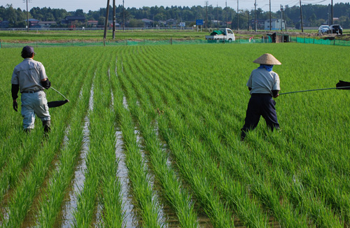 合鴨農法　アイガモ　有機栽培米