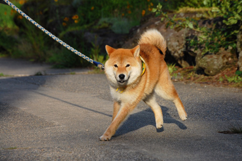 天　柴犬