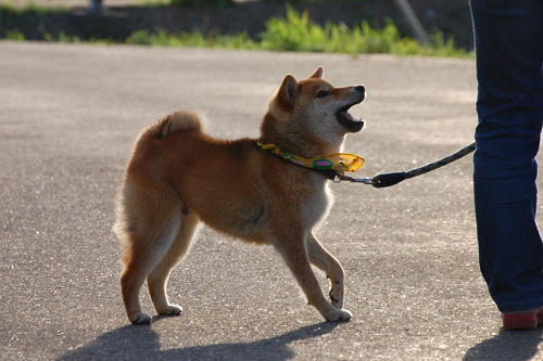 天　柴犬