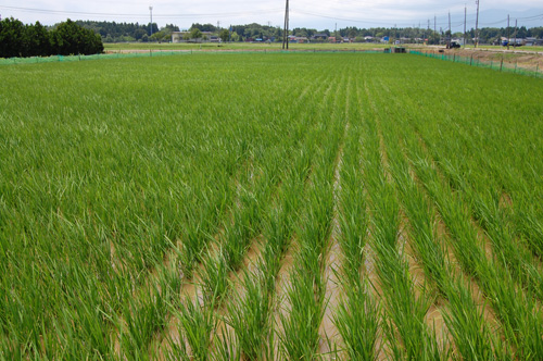 合鴨農法　アイガモ　　合鴨　有機栽培米