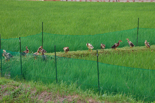 合鴨農法　アイガモ　　合鴨　有機栽培米