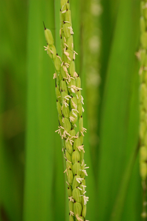 有機栽培米　黒米　朝紫　穂　出穂　稲の花　風媒花　自家受粉