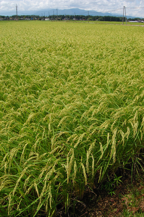 コシヒカリ　有機栽培米　有機JAS　有機農産物　JAS有機　稲穂　オーガニック