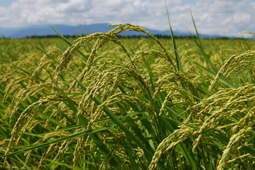 コシヒカリ　有機栽培米　有機JAS　有機農産物　JAS有機　稲穂　オーガニック