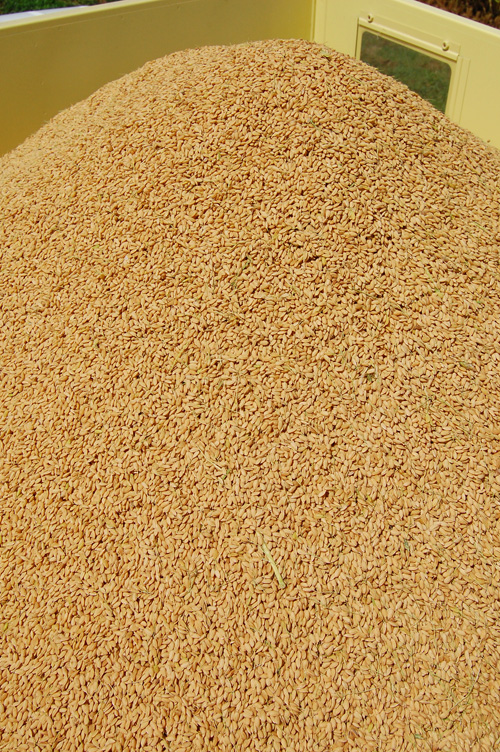 稲刈り　刈り取り　新米　お米　わたぼうし　もち米　脱穀　籾　モミ　コンバイン　アンローダ