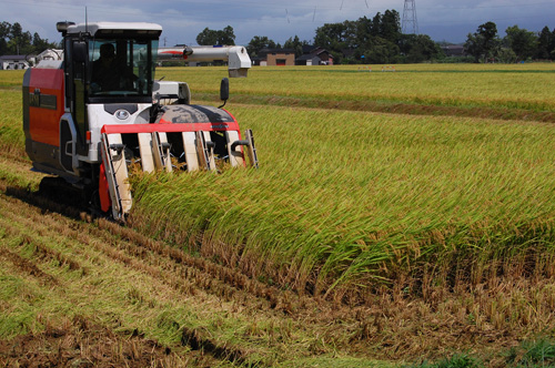 稲刈り　刈り取り　稲穂　新米　お米　わたぼうし　もち米