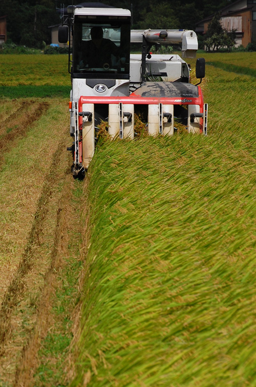 稲刈り　刈り取り　稲穂　新米　お米　わたぼうし　もち米