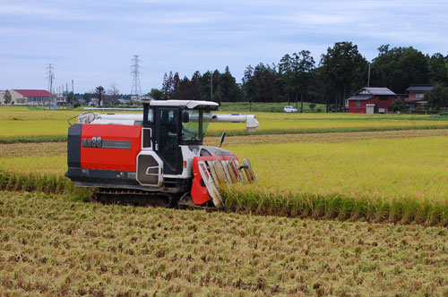 稲刈り　刈り取り　稲穂　新米　お米