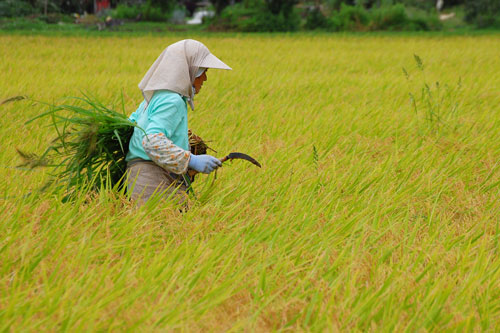 稲刈り　刈り取り　稲穂　新米　お米　わたぼうし　もち米　草取り　雑草　稗