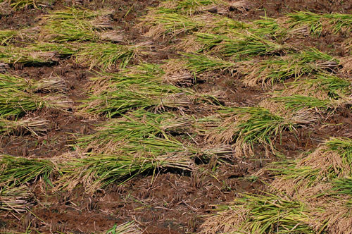 黒米　紫黒米　古代米　朝紫　もち米　有機栽培米　有機JAS　有機農産物　JAS有機　稲穂　オーガニック　稲刈り