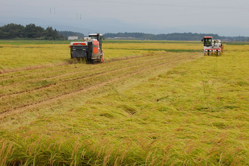稲刈り　新米　特別栽培米コシヒカリ　コシヒカリ　お米　刈り取り　減農薬　減化学肥料