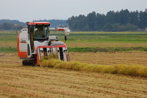 稲刈り　新米　特別栽培米コシヒカリ　コシヒカリ　お米　刈り取り　減農薬　減化学肥料