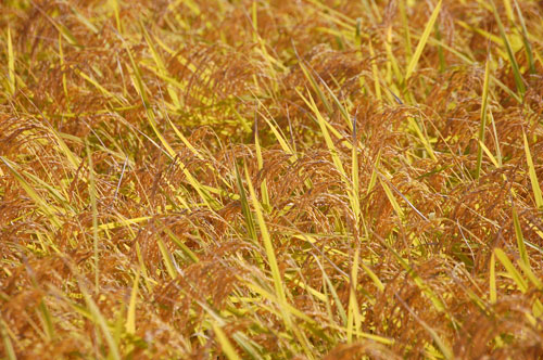 有機栽培米　有機JAS認定　JAS有機認証　コシヒカリ　新米　田んぼ　稲穂　稲刈り　刈り取り