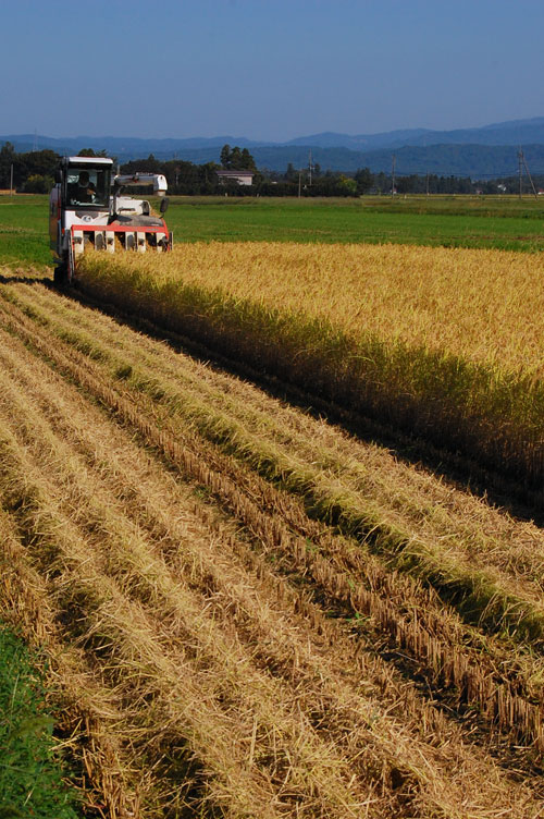 有機栽培米　有機JAS認定　JAS有機認証　コシヒカリ　新米　田んぼ　稲穂　稲刈り　刈り取り　コンバイン