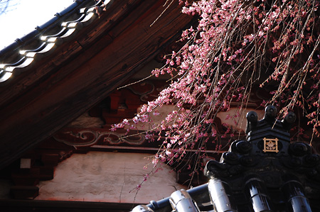 開花は僅かなれど、毘沙門堂に映える桜色