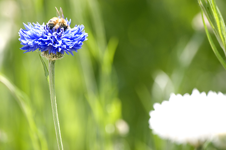 青い矢車菊とミツバチ