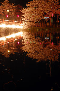 西堀橋脇の桜