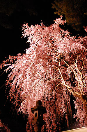 忠霊塔前の枝垂桜