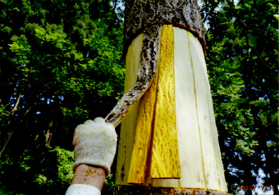 キハダの内皮の採取