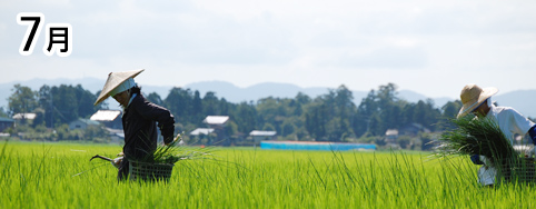 7月